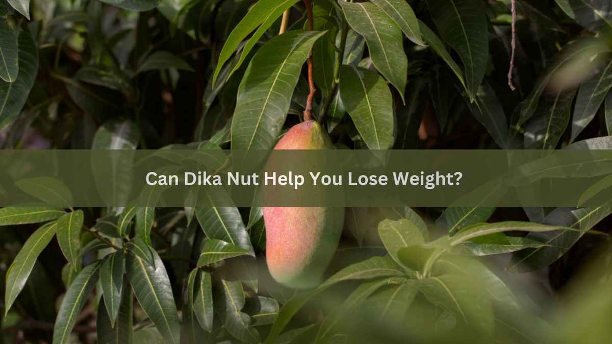 Can Dika Nut Help You Lose Weight?