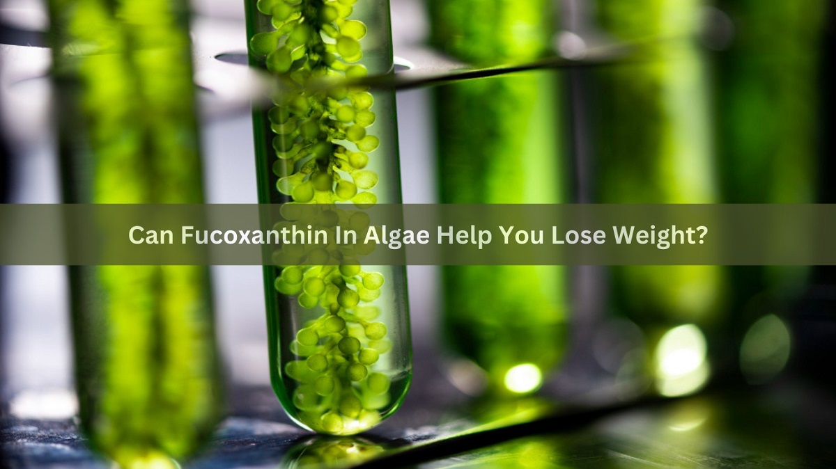 Can Fucoxanthin In Algae Help You Lose Weight?