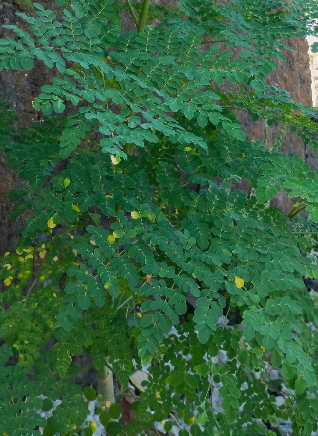 Alpilean Ingredient Drumstick Tree Leaf