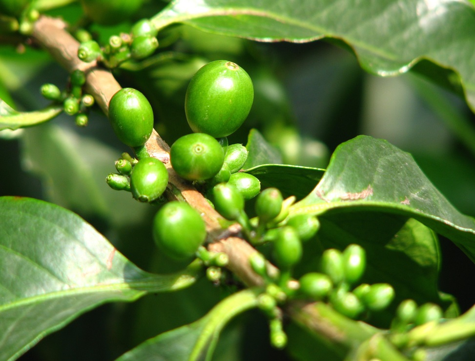 Green Coffee Bean-LeanBean