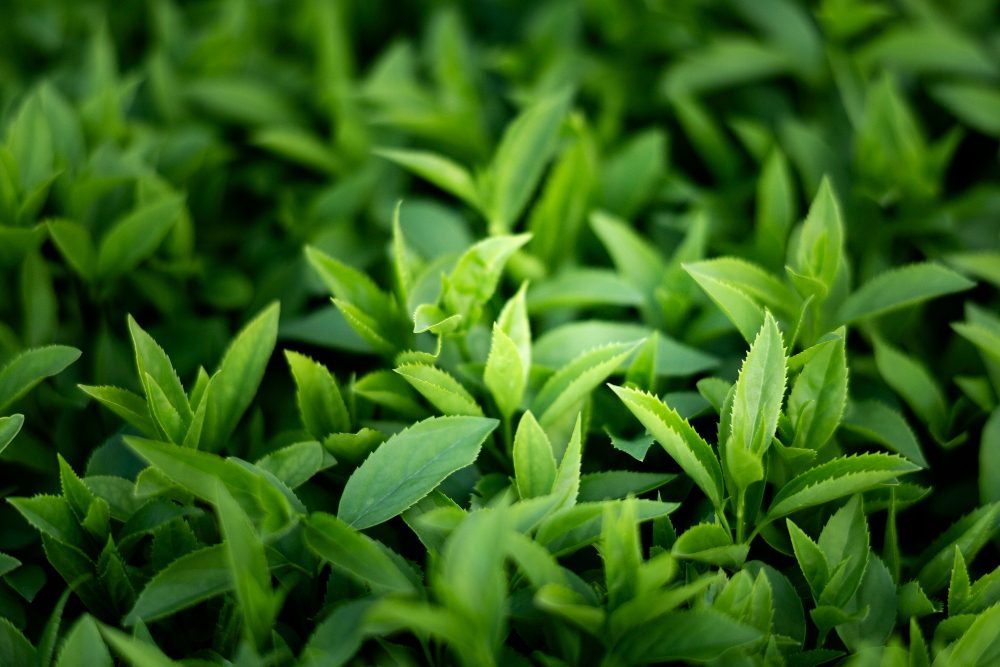 Olivine Ingredient Green Tea Extract